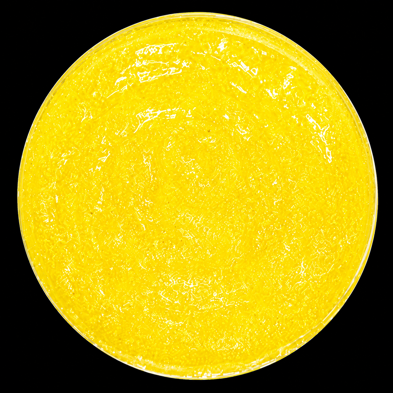 Honey Extreme Sugar Cane Scrub Tropical Citrus - Image 4